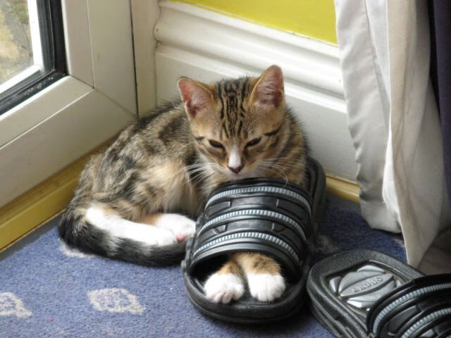 戴维斯杯碾压美网,鲁德单骑救主扛起挪威荣耀