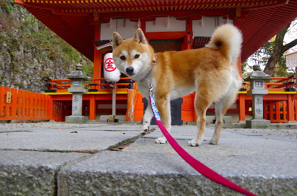 威廉姆斯的文艺复兴，旧王座前的逆袭，拉塞尔惊艳四座