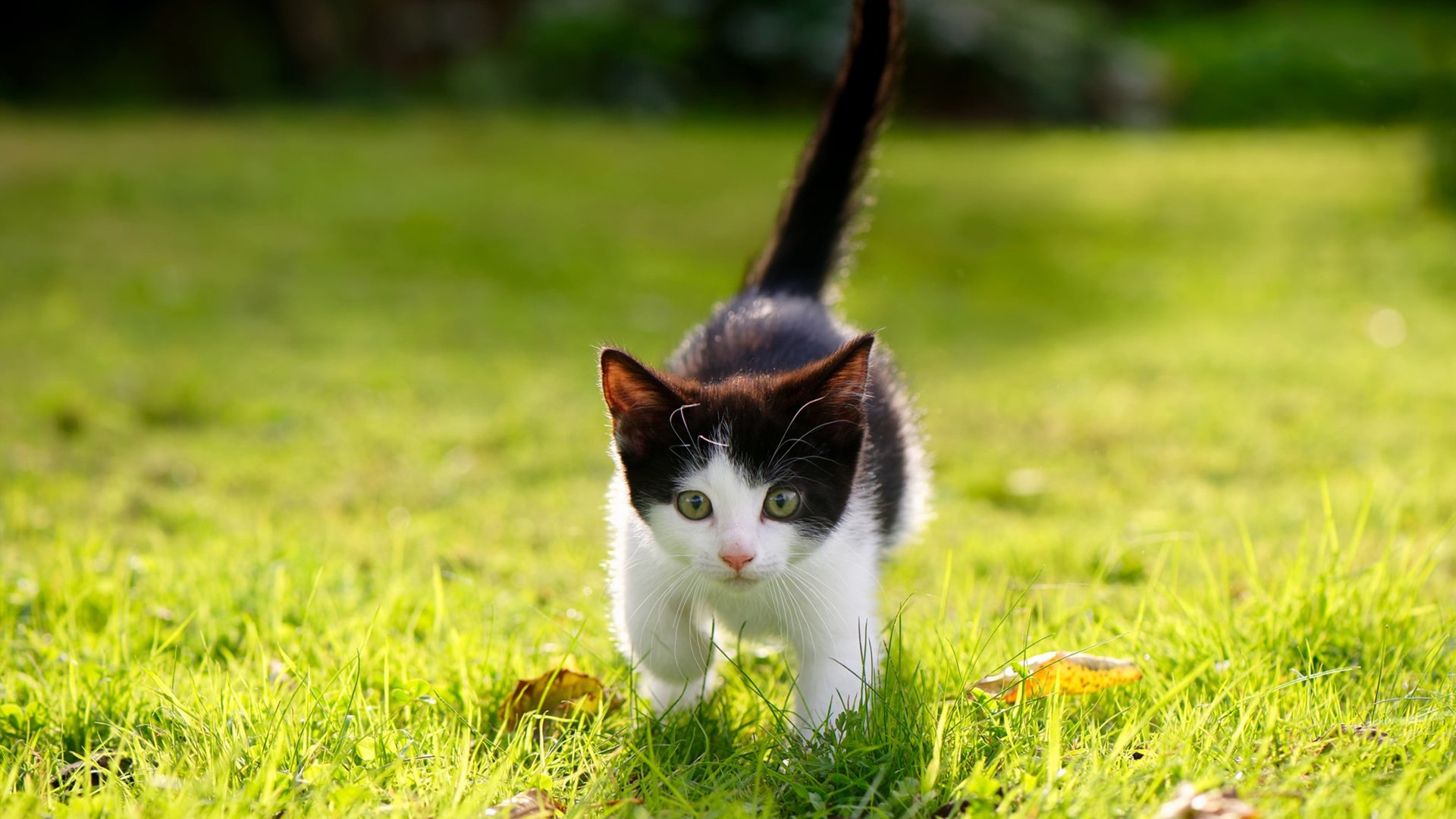 紫金逆袭，詹姆斯全面爆发，湖人客场掀翻联盟霸主凯尔特人