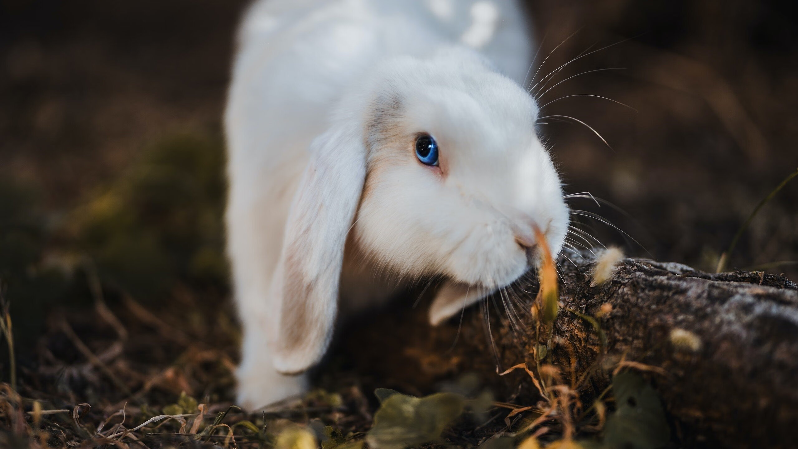 血洗绿军,擎天白玉柱!恩比德53分狂潮诠释何为现代内线终极答案