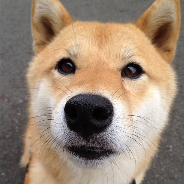 极速攻防，从F1赛道到篮球场的节奏掌控艺术