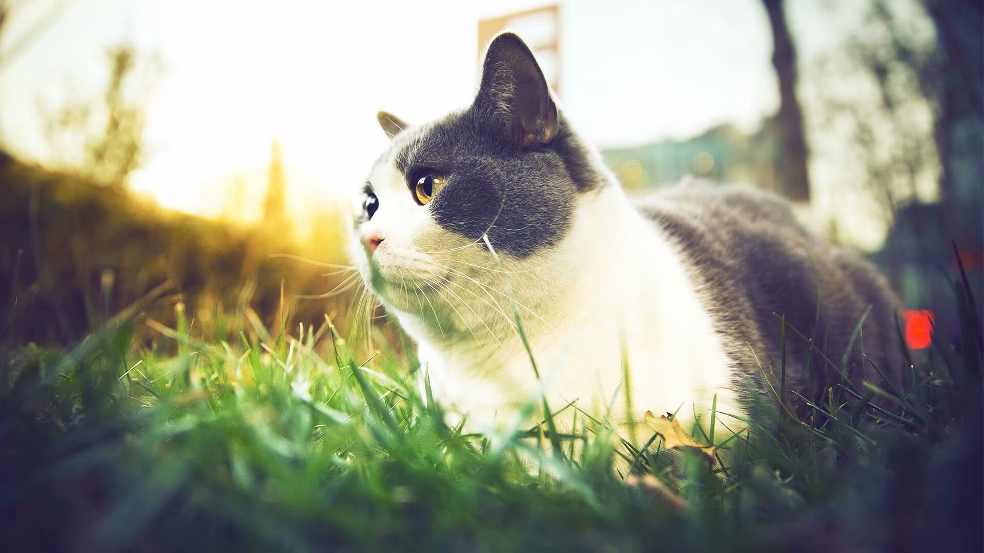 突尼斯力克巴黎,三笘薰在意甲闪耀,足球旧秩序的裂缝与新星的宣言