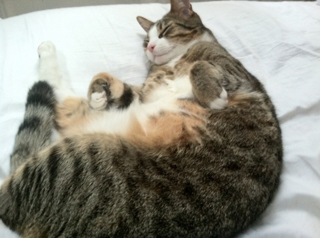 黄昏骑士的最后一剑,卡塞米罗如何一刀斩断美加墨世界杯之夜的全部悬念