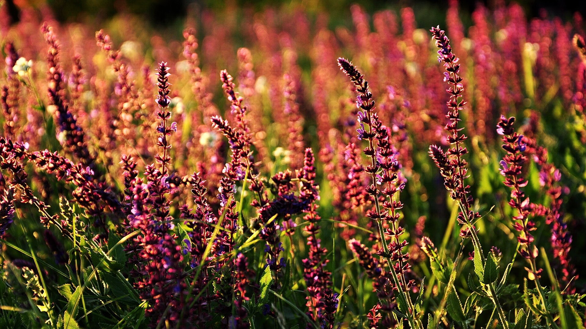 唯一对决,加纳与AC米兰的跨域交锋,卡瓦哈尔的火热状态定乾坤