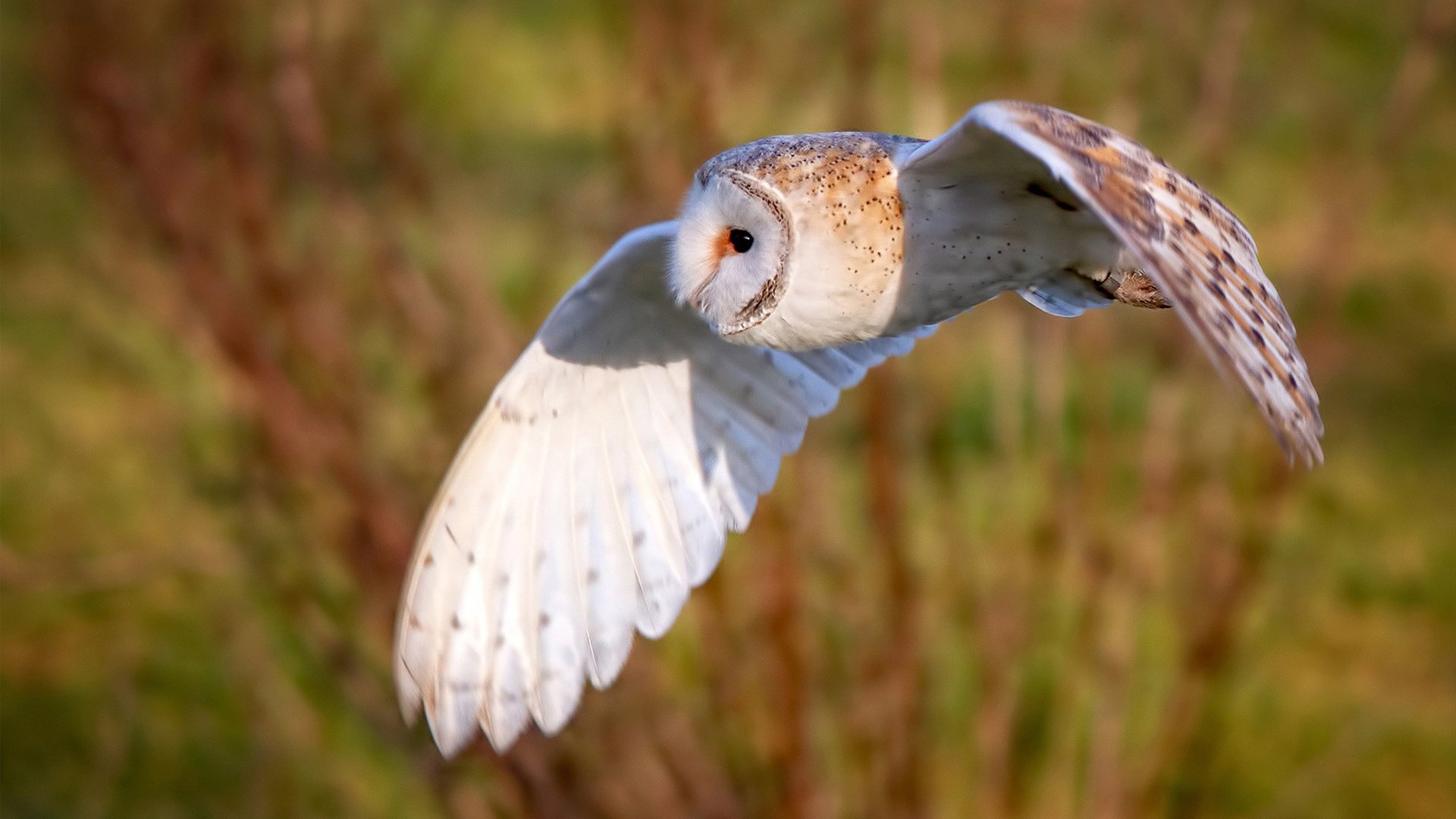平行世界的英雄叙事，当埃及法老遇见赛场先知