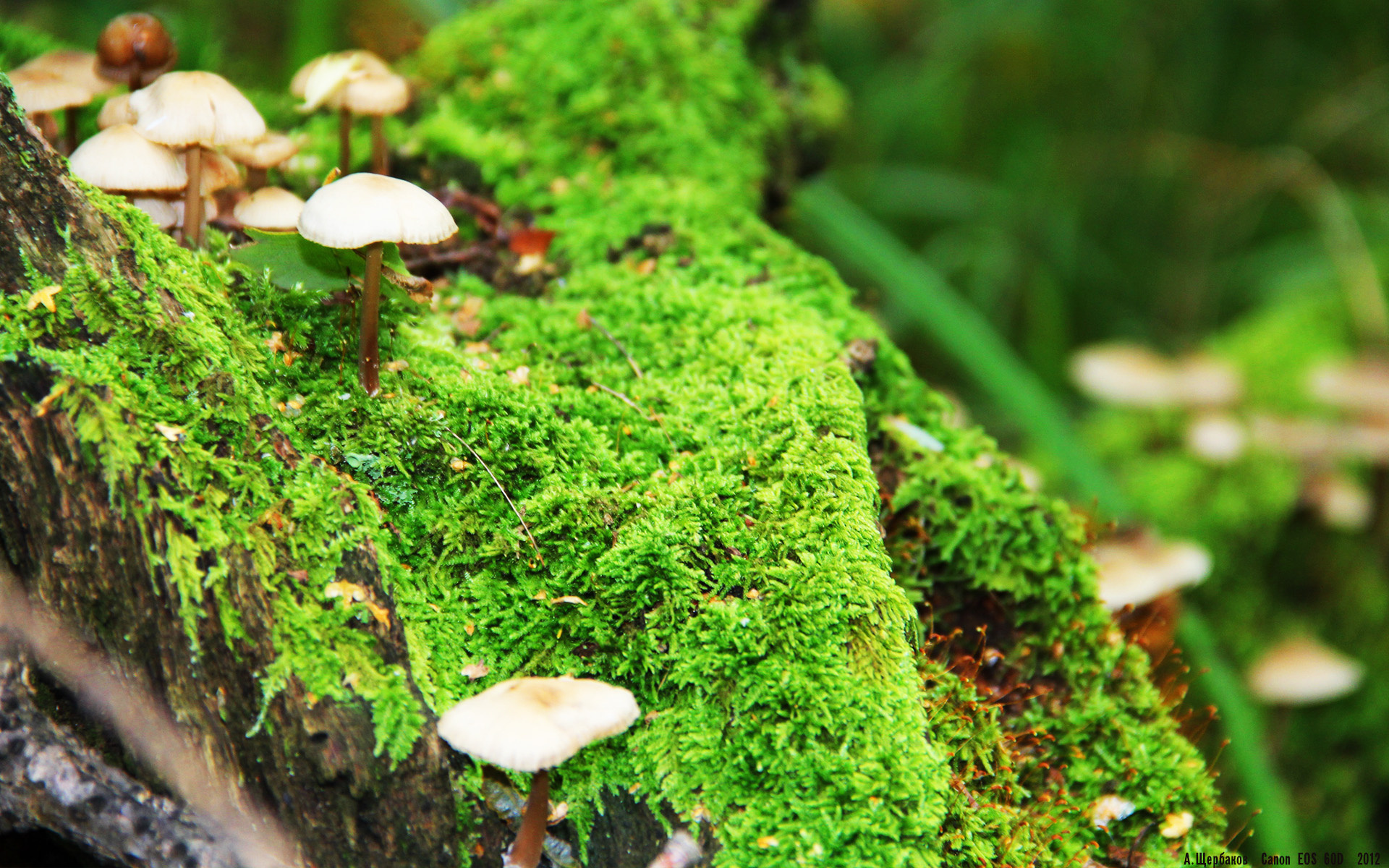 戈麦斯核爆时刻,90分钟绝杀改写墨西哥足球命运