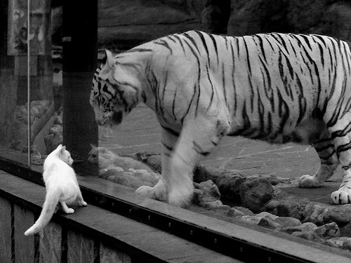 铁幕与银河,湖人铸就团队防守之墙,东契奇点亮个人天赋之巅