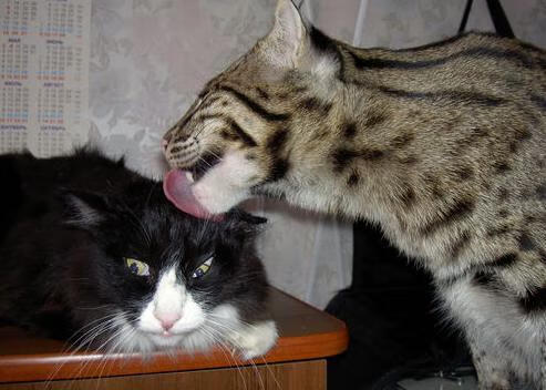 孔德的连线与枫叶的潮汐,当稳定输出穿越北境单节风暴