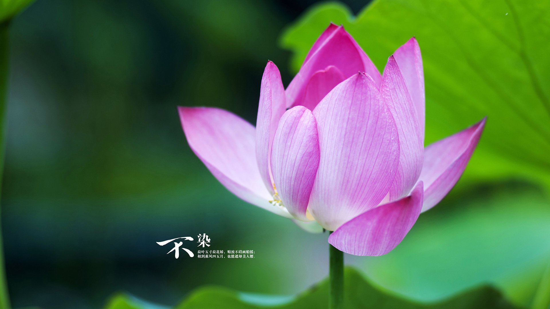 智利征服者降临佛罗伦萨，奥利维耶一射定乾坤，艺术之城为南美魔法倾倒