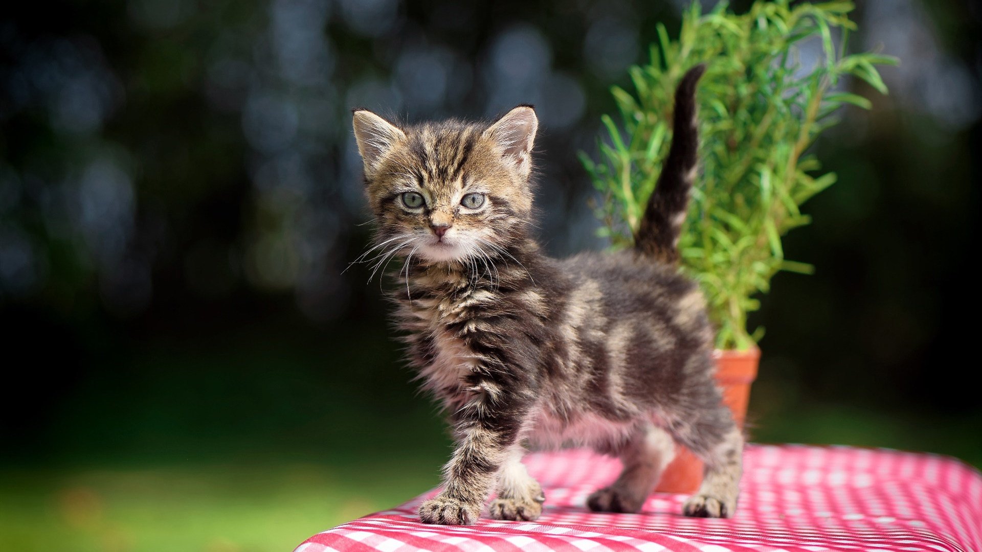 东西两岸同时开火,利拉德三分雨浇灭热火,新疆内线风暴掀翻马刺