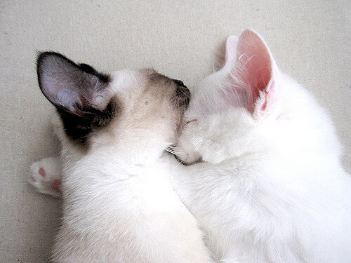 狭路相逢!快船险胜活塞,新王当立德罗赞封神