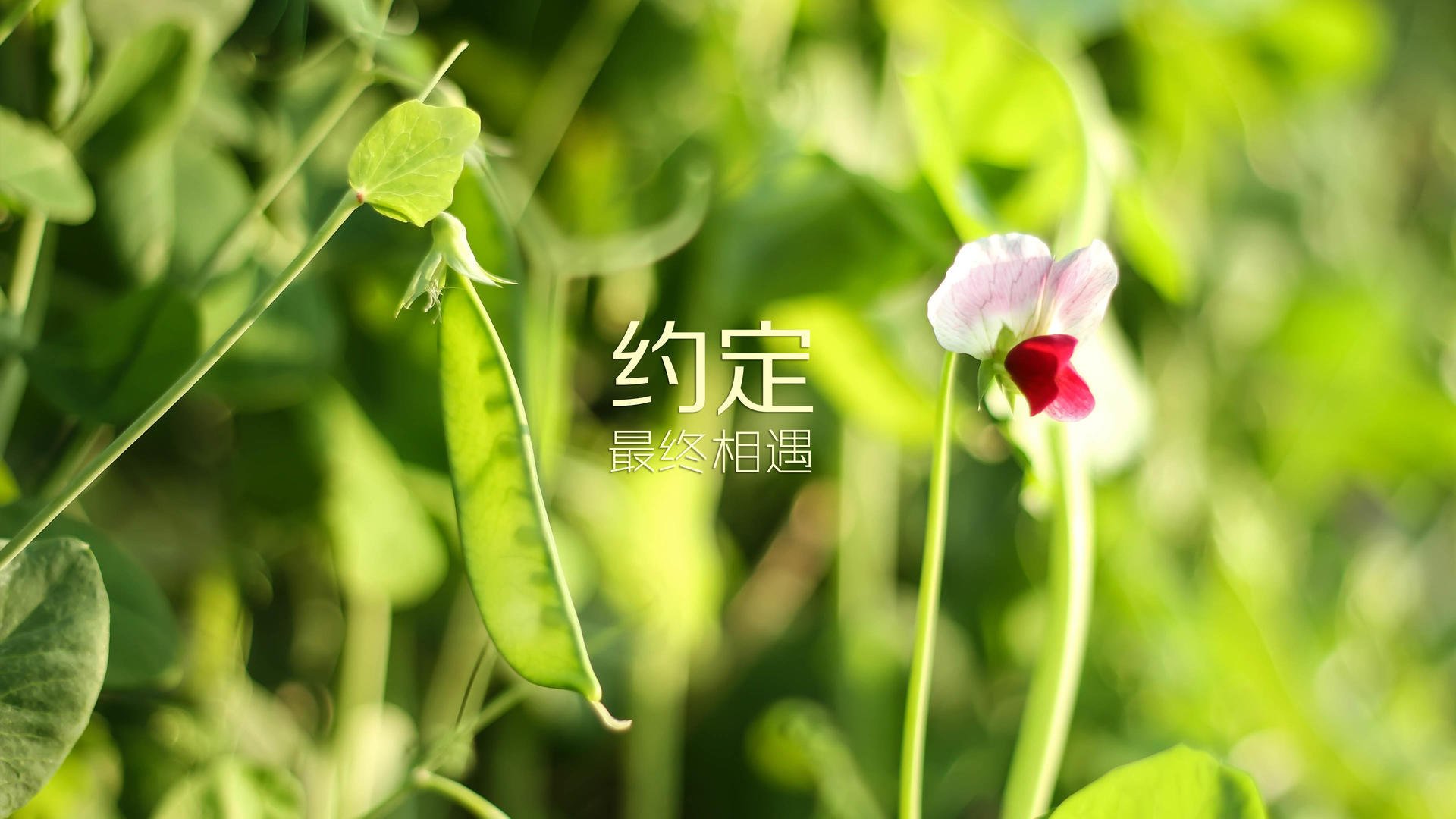 北欧寒冰点燃盛夏奇迹,哈兰德引领芬兰逆转西班牙,世界杯争冠战书写唯一史诗